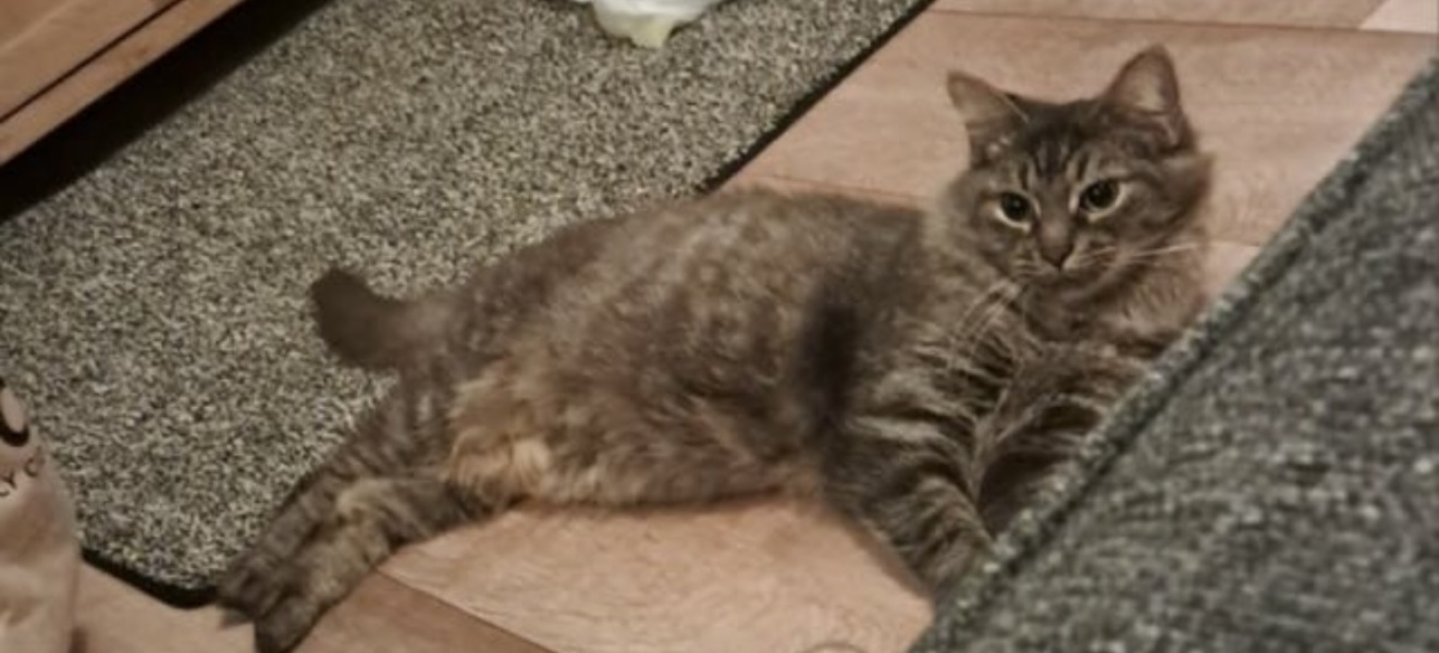 To really like tabby cats