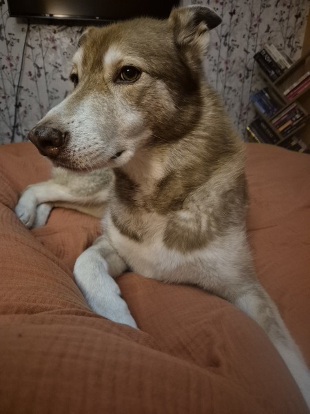 How has your dog embarrassed you in 2025?
