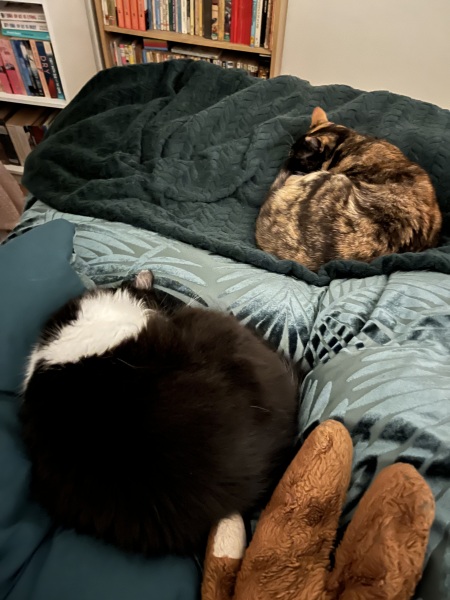 Introducing a second cat