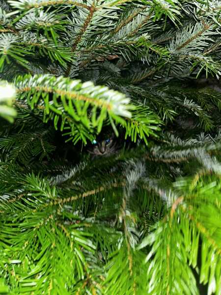 Kittens & Christmas Trees