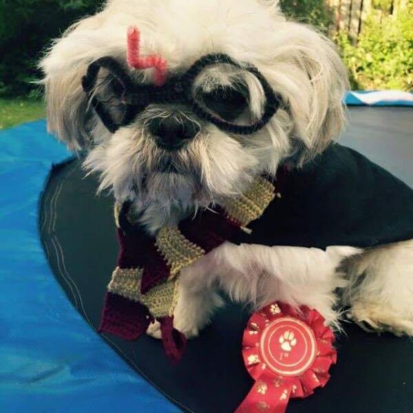 Think we’re losing our elderly Shih Tzu today