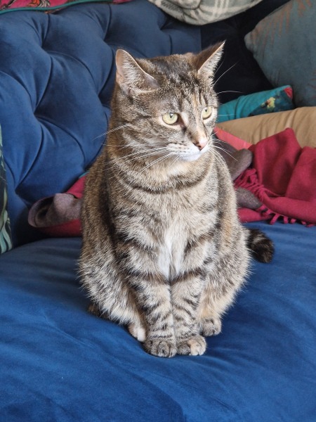 To really like tabby cats