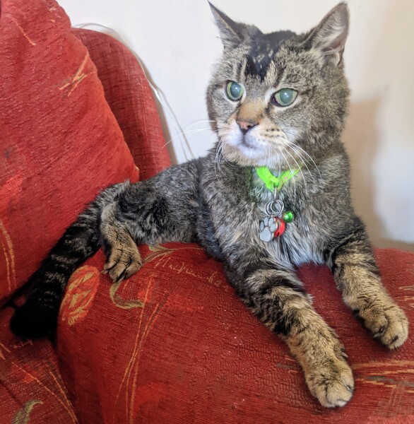 Ageing Cat. Support.
