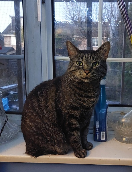 To really like tabby cats