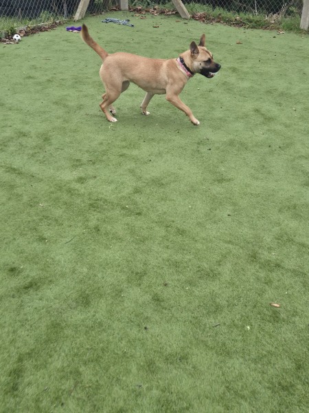 Pully dog on the lead, can this be fixed with a harness?