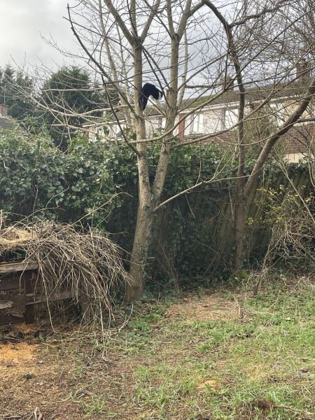 Has anyone discovered a really good cat toy?