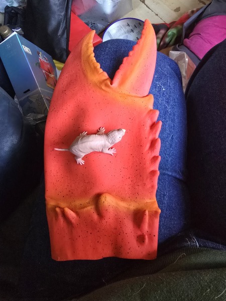 What did you get for Christmas?