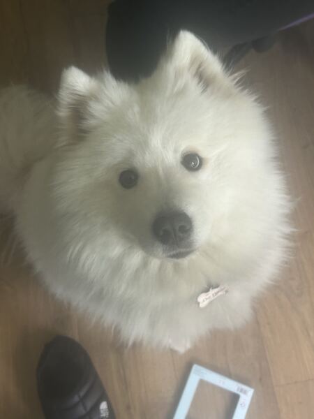 German Spitz/ pom