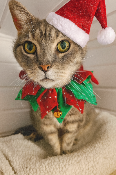 Happy Christmas from Penelope