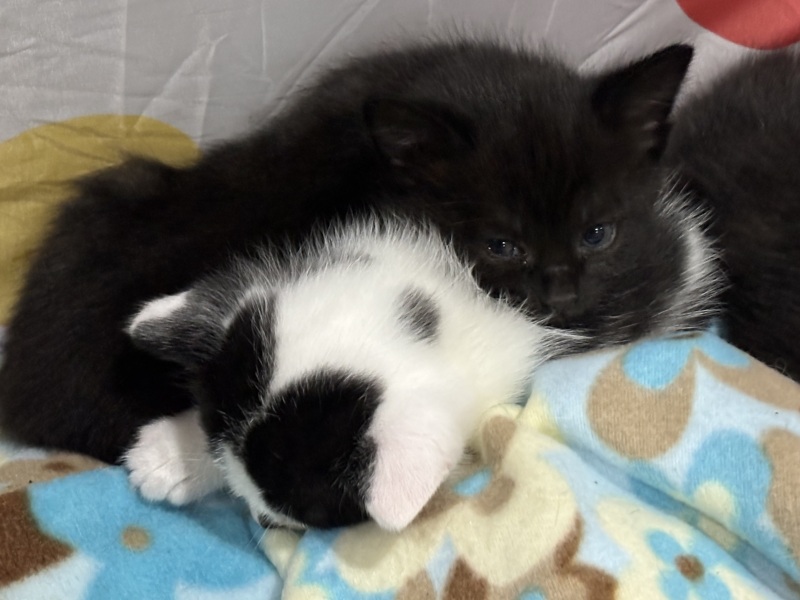 Who wants to wait whilst my kittens are born!