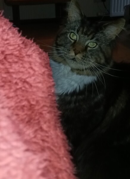 To really like tabby cats