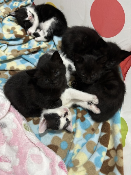 Who wants to wait whilst my kittens are born!