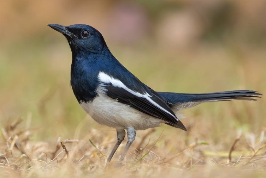 The Bluestocking: Next stop, Christmas!