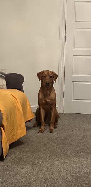 Puppy Survival Thread Autumn 2025 - all welcome!