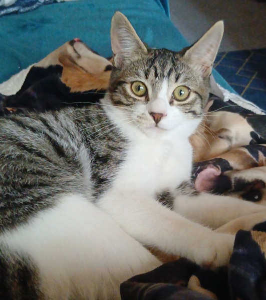 To really like tabby cats