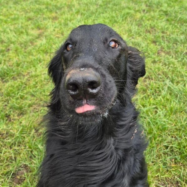 Help! How do you choose a breed?!