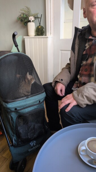 Introducing Marvin the Mau