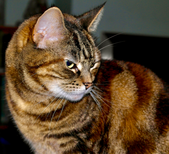 To really like tabby cats
