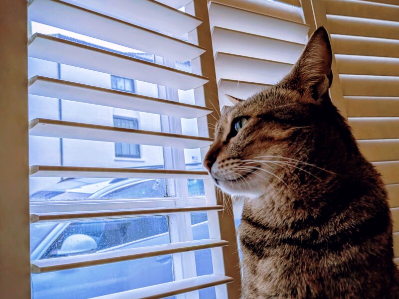 To really like tabby cats