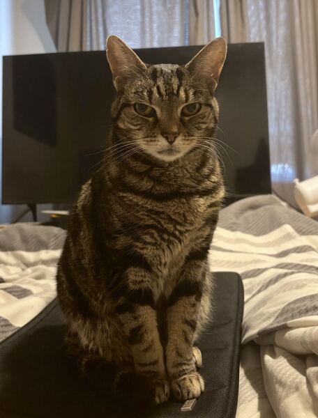 To really like tabby cats