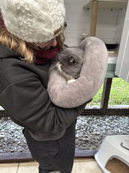 Pampered, Persian, Princess Penelope