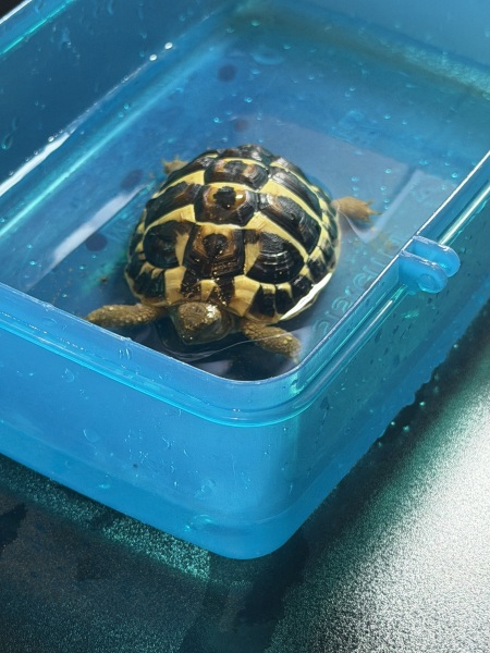 Thread 19 - TalkLair: "The light that burns twice as bright burns half as long"