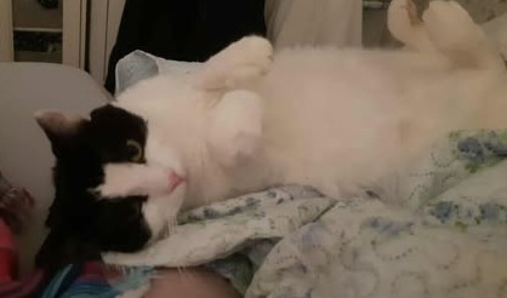 Newly adopted cat behind washing machine