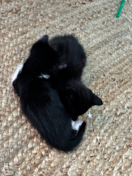 Who wants to wait whilst my kittens are born!