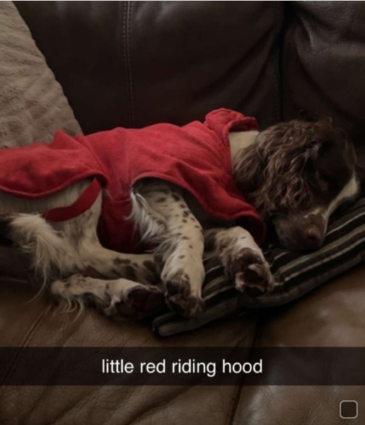 post walk dog drying