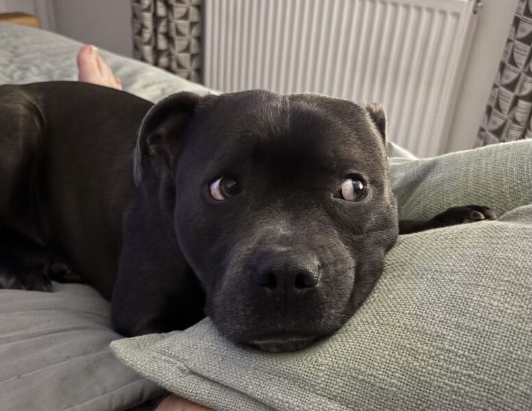 Show cocker or staffie?