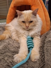 The Nigel Slater Christmas Chronicles Readalong 2025 - Part 3