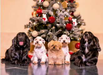 Royal Christmas cards 2025