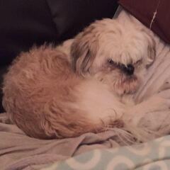 Think we’re losing our elderly Shih Tzu today