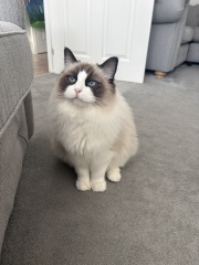 Ragdoll kittens advice