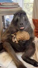 Cindy the baboon