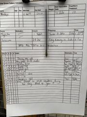 Pampered, Persian, Princess Penelope