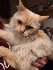 The Nigel Slater Christmas Chronicles readalong 2025 - Part 2