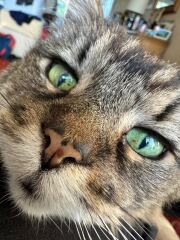 To really like tabby cats