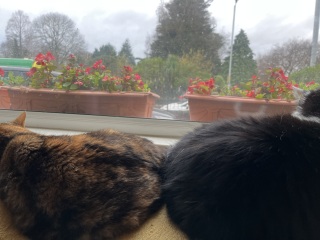 Introducing a second cat