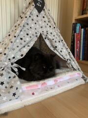 Pampered, Persian, Princess Penelope