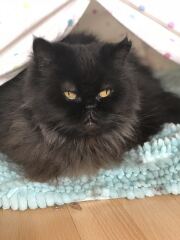 Pampered, Persian, Princess Penelope