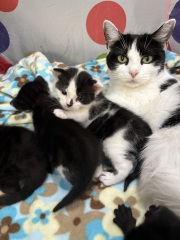 Who wants to wait whilst my kittens are born!