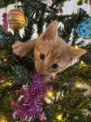 Kittens & Christmas Trees