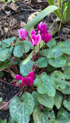 The Nigel Slater Christmas Chronicles Readalong 2025 - Part 3