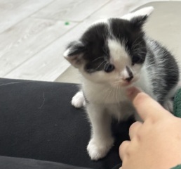 Who wants to wait whilst my kittens are born!