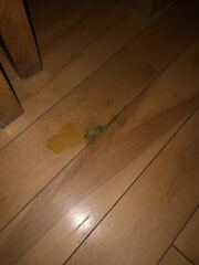 Is this what normal cat vomit looks like (sorry)?
