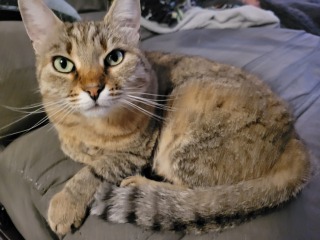 To really like tabby cats