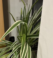 Poncetastic Christmas 2025