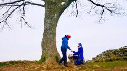 The Sycamore Gap Documentary on Ch4