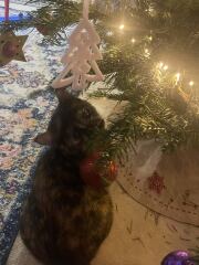 Poncetastic Christmas 2025